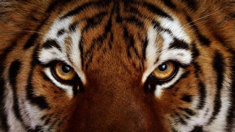 29 Oct 2020 ... The phrase "eye of the tiger" originally referred to the intense and focused mindset of a person who is determined and ready to face a challenge ...